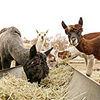 日本初「アルパカ牧場」飼育スタート（那須高原）